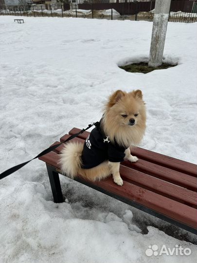 Померанский шпиц