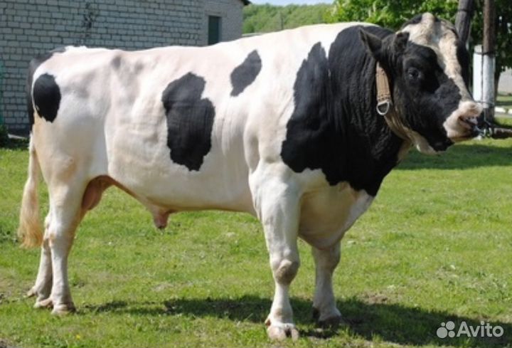 Бычки телята