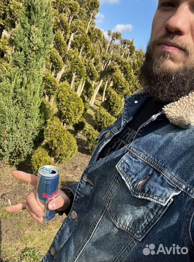 Туя с гарантией приживаемости