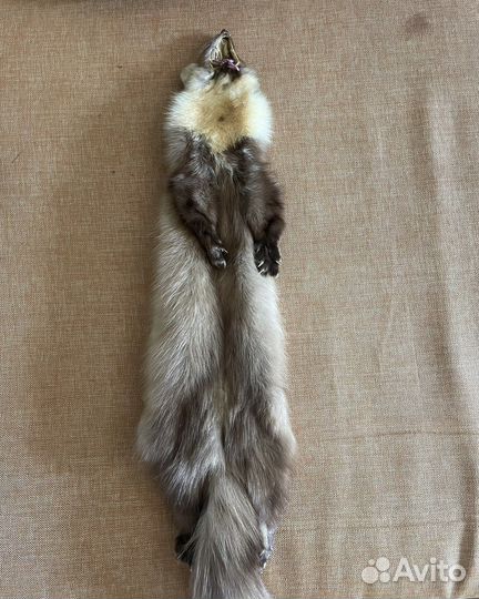 Шкурка куницы