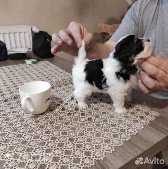 Микро Бивер