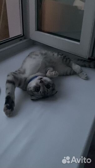 Шотландский вислоухий котёнок