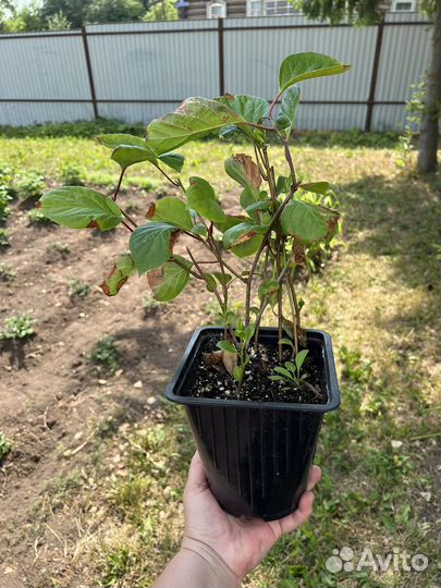 Саженцы лимонника китайского