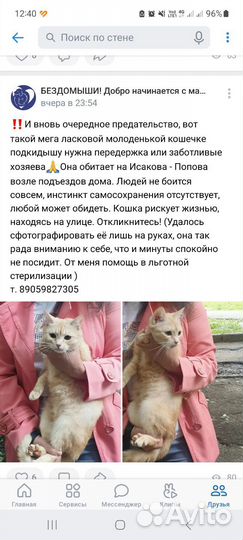 Кошка в добрые руки