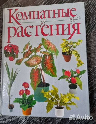 Комнатные растения, А. Бурлуцкая