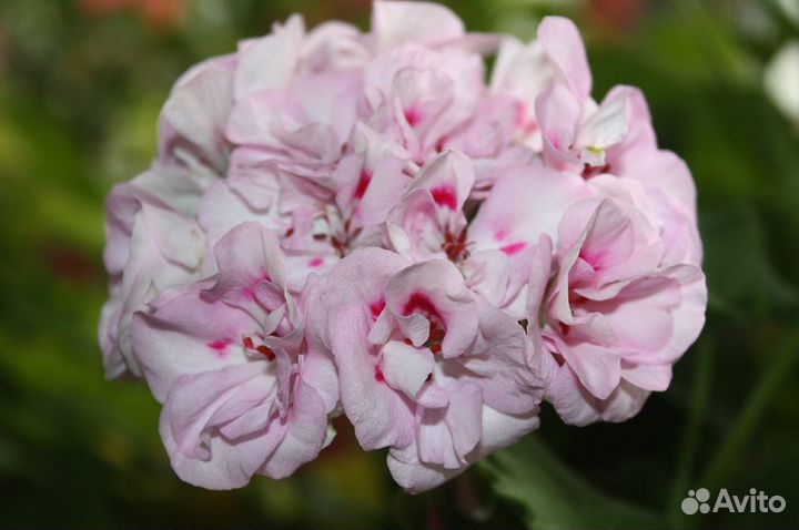 Пеларгонии Селеста