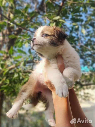 Красивые щенята девочка