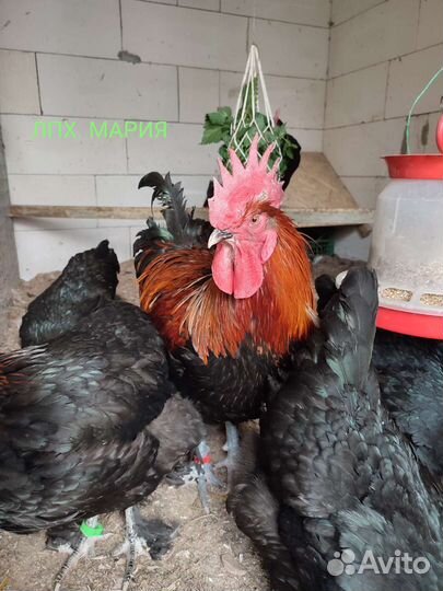 Инкубационное яйцо Маран черно медный