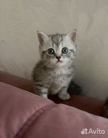 Шотладские котята