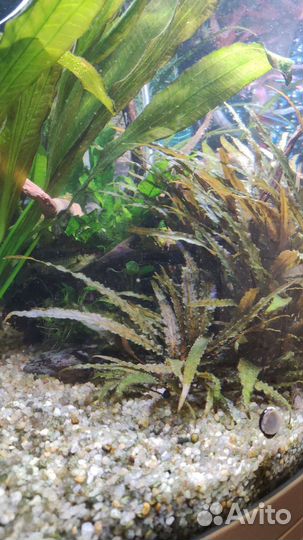 Криптокорина вендта