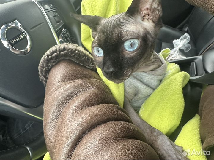 Котята сфинкс