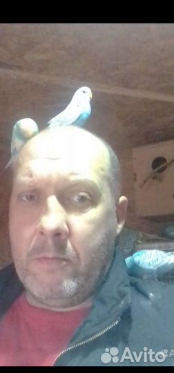 Птенцы волнистый попугай