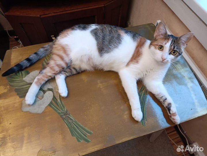 Стерилизованная 3-цветн. кошечка, 1 г, в хор. руки