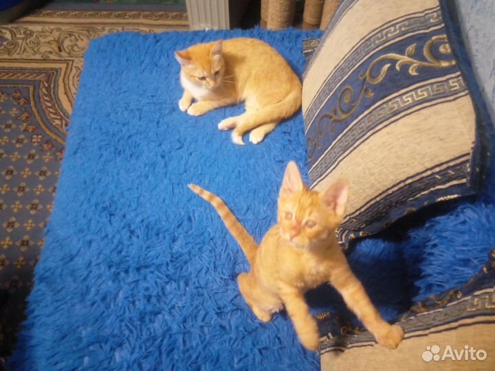 Котята в добрые руки бесплатно