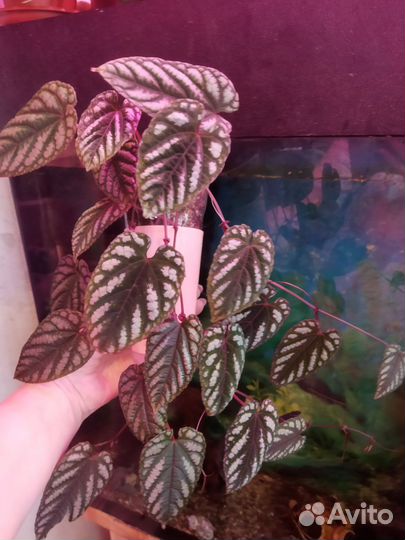 Циссус разноцветный