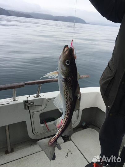 Свежая рыба