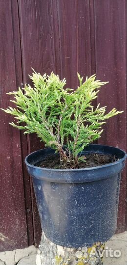 Хвойные растения