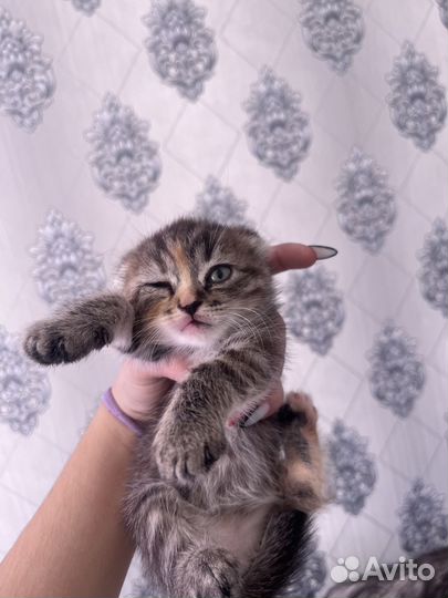 Отдам в добрые руки