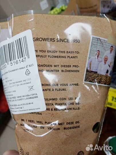 Гортензия бесконечное лето