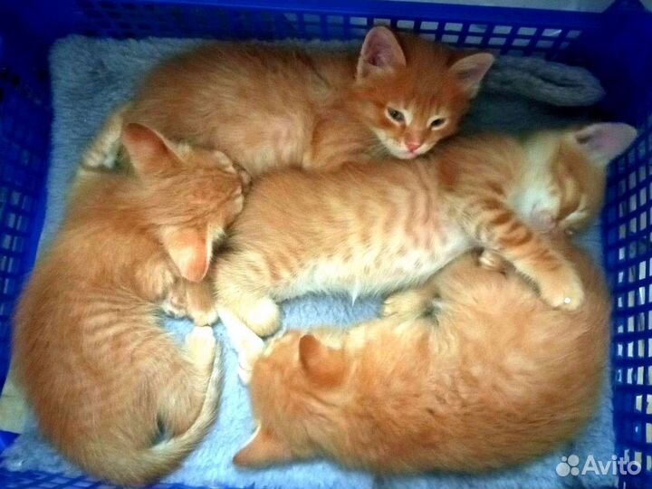 Рыжие малыши в добрые руки