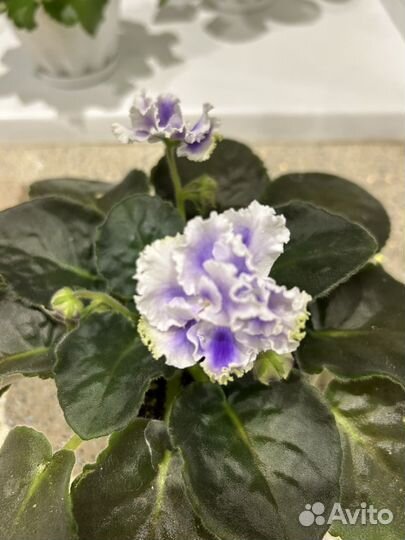 Фиалки цветущие в горшке