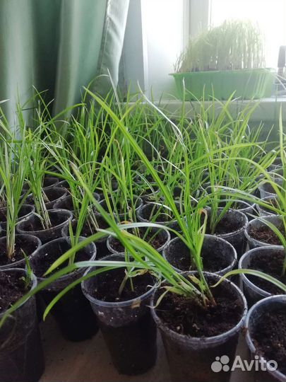 Орех чуфа-рассада