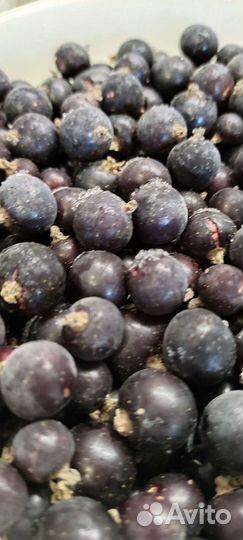 Черная смородина замороженная
