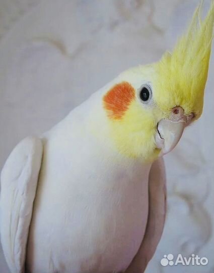 Волнистый попугай,какарик, корелла
