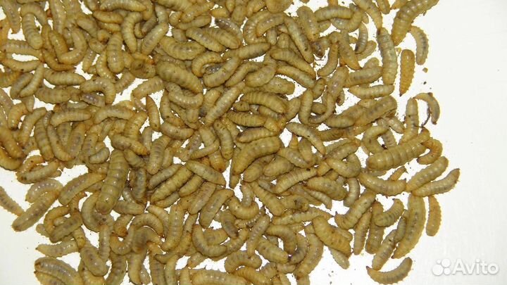 Личинки черной львинки