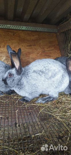 Кролики полтавское серебро