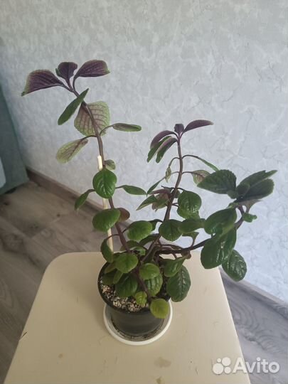 Плектрантус