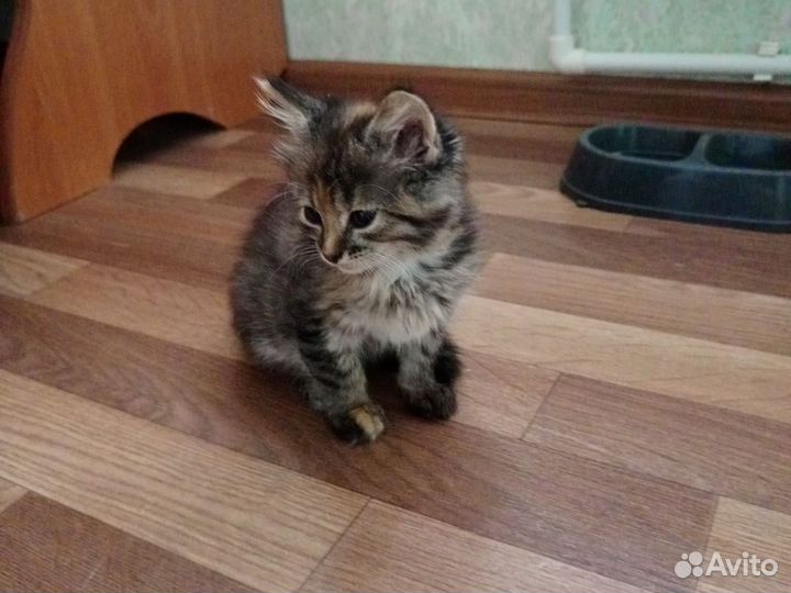Котята в дар бесплатно