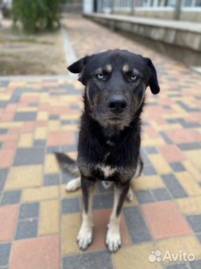 Голобоглаз ищет дом