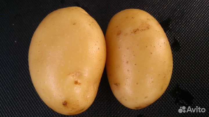 Картофель сортовой семенной