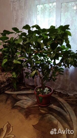 Цветы гиганты, китайская роза(гибискус), фикус