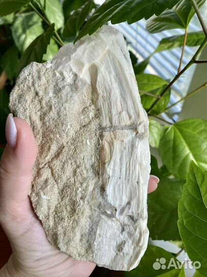 Окаменелое Дерево