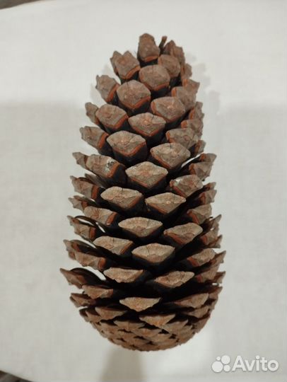 Шишка большая