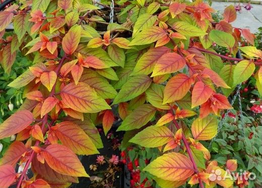 Фуксия сорт 