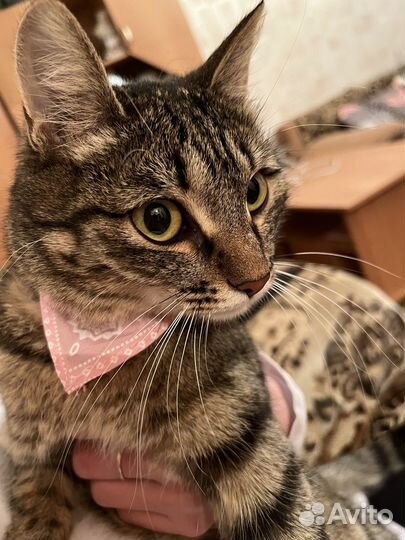 Кошки в добрые руки