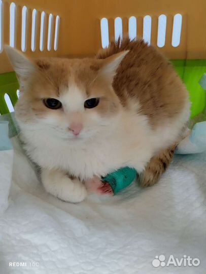 Зайка ищет семью