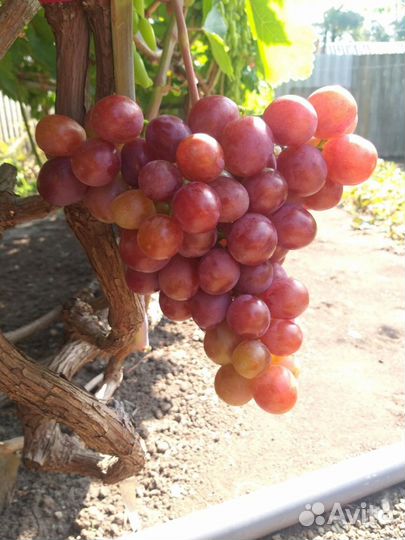 Саженцы и черенки винограда на осень 2023г