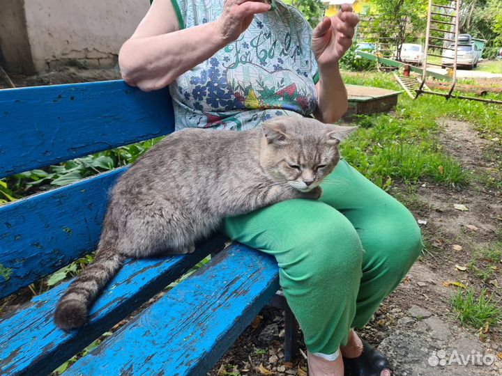Кот хочет быть домашним
