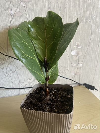 Фикус лирата