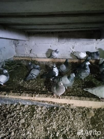 Голуби почтовые