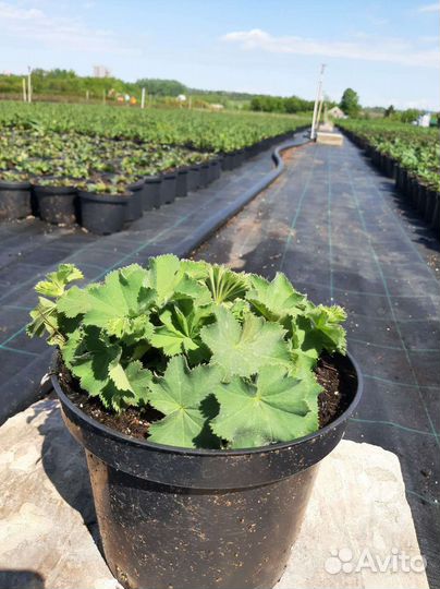 Манжетка мягкая