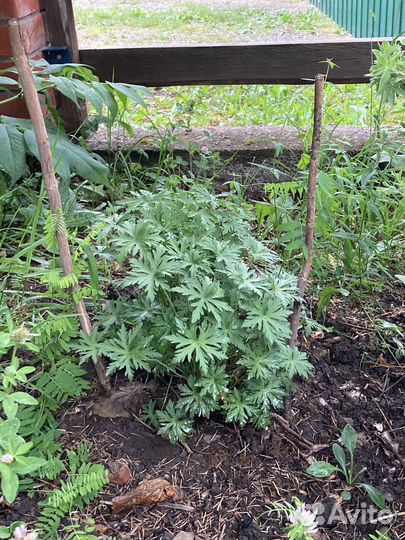 Герань садовая многолетняя