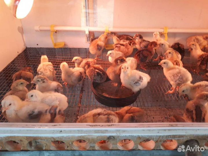 Цыплята мясо яичной породы