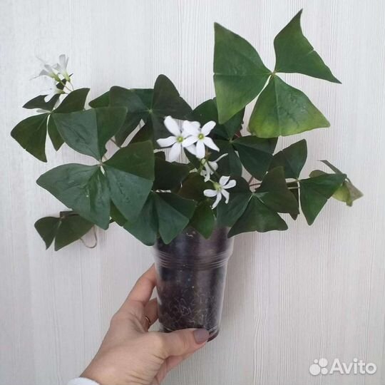 Кислица-бабочки зелёные