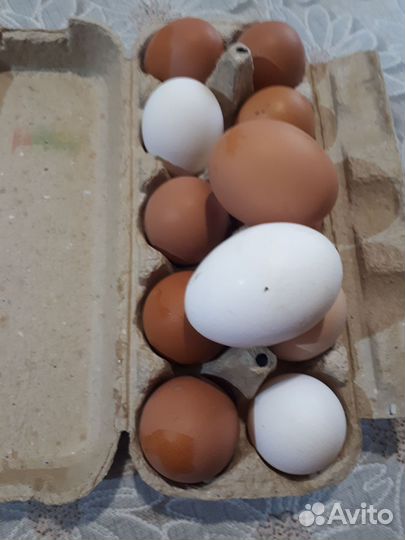 Яйца домашнии куриные