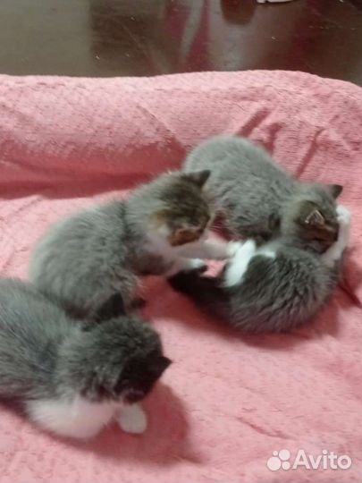 Кошки в добрые руки